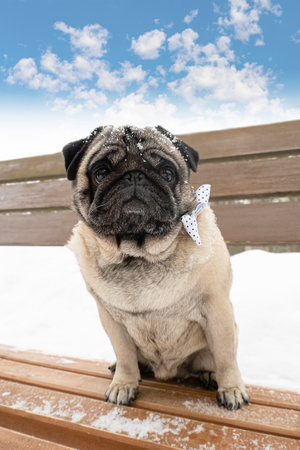Pug. Smiling cute dog on the bench. Pets. holidays and events.の写真素材