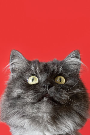 Purebred cat on a red background. holidays and events. Pets.の写真素材
