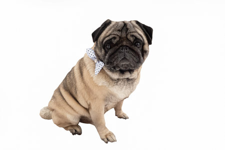 dog. Pug. holidays and events. Thoroughbred dog on a white background. Congratulations.の写真素材