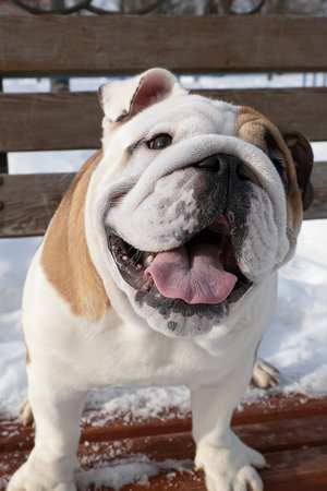 dog. English bulldog. A thoroughbred dog in a public park on a bench. holidays and events.の写真素材