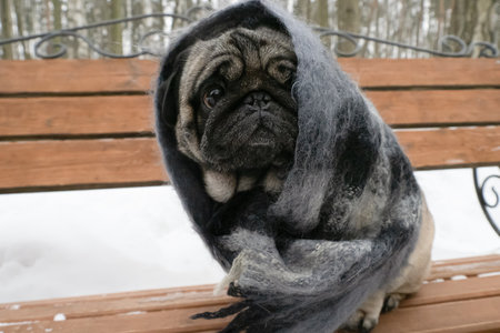 dog. Pug. A thoroughbred dog sitting on a bench. Animal themes.の写真素材
