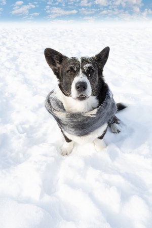 dog. Welsh corgi Pembroke. Purebred dog in a scarf in a public park. Animal themes.の写真素材