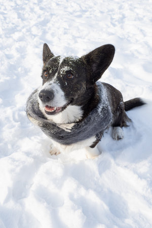 dog. Welsh Corgi Pembroke. A thoroughbred dog in a scarf is sitting in the snow. Animal themes.の写真素材