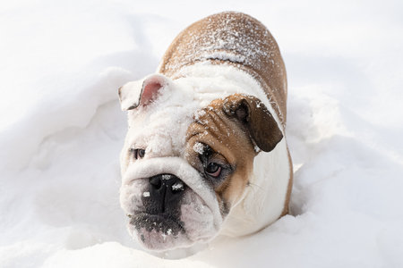 dog. English bulldog. A thoroughbred dog in winter. Animal themes. Pets.の写真素材