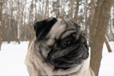 dog. Pug. Thoroughbred dog in winter. Animal themes. Pets.の写真素材