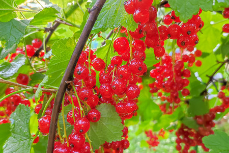current. Red currant berries on a bush. gardening.の写真素材