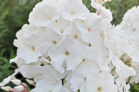 Phlox flowers. gardening. A greeting card. holidays and events.の写真素材