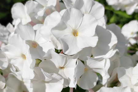 Phlox flowers. gardening. A greeting card. holidays and events.の写真素材