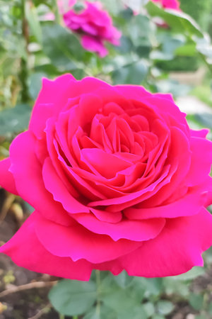 Rose. flower. gardening. A flowering plant. A greeting card.の写真素材