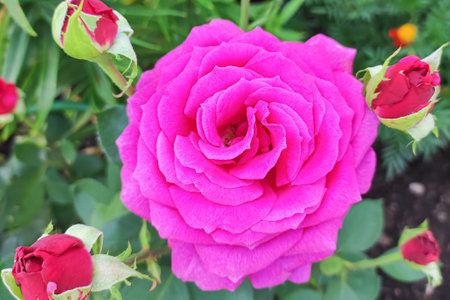 Rose. flower. gardening. A flowering plant. A greeting card.の写真素材