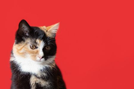 Cute kitten on a red background. holidays and events. copyspace. Pets.の写真素材