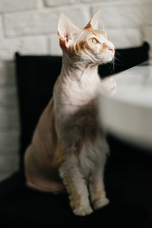 Cat. The Sphinx. A hairless purebred cat. Pet.の写真素材