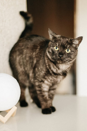 Cat. European shorthair cat. Pets. Animal themes.の写真素材