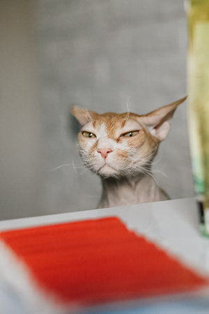 Cat. The Sphinx. A hairless purebred cat. Pet.の写真素材