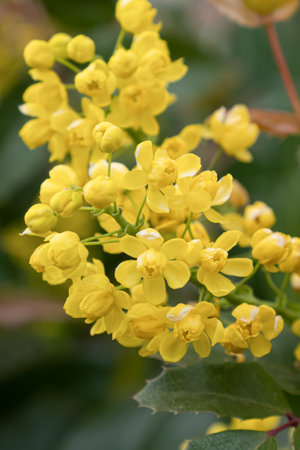 Yellow flowers. Mahonia. Evergreen shrubs. Landscape - nature. Gardening.