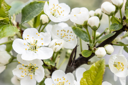 White flowers. Cherry blossoms. Landscape - nature. Gardening.の写真素材