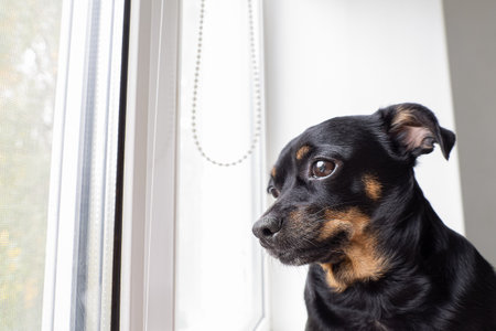 Dog. A terrier. Affectionate thoroughbred dog. Animal themes.の写真素材
