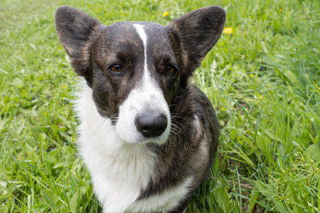 Dog. Welsh Corgi Pembroke. A thoroughbred dog is sitting on the lawn. Pets.の写真素材