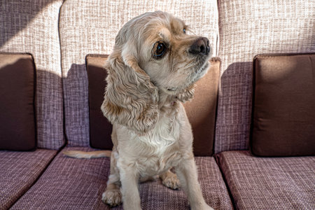 Dog. Cocker spaniel. Portrait. A hunting dog. Pet.の写真素材