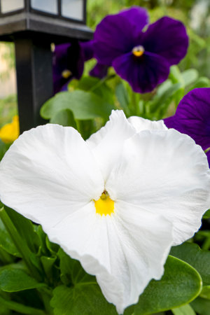 A white flower. Viola. Gardening. A greeting card.の写真素材
