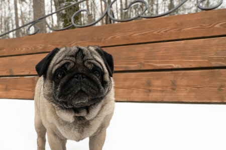 Dog. Pug. A thoroughbred dog in a public park. Animal themes.の写真素材
