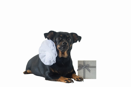 dog. A terrier. holidays and events. Thoroughbred dog on a white background.の写真素材