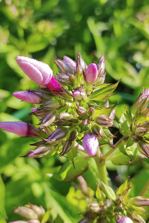 Phlox flowers. Gardening. Holidays and events. A greeting card.の写真素材