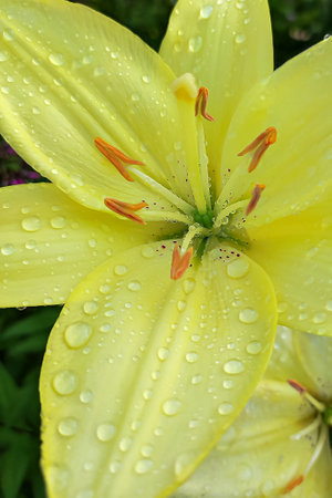 Lily flower. A flowering plant. Congratulations. Gardening.