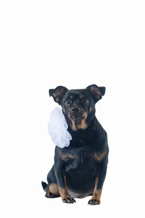 dog. A terrier. holidays and events. Thoroughbred dog on a white background.の写真素材