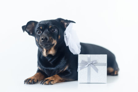 Dog. A terrier. A thoroughlybred dog and a gift box. Holidays and events.の写真素材