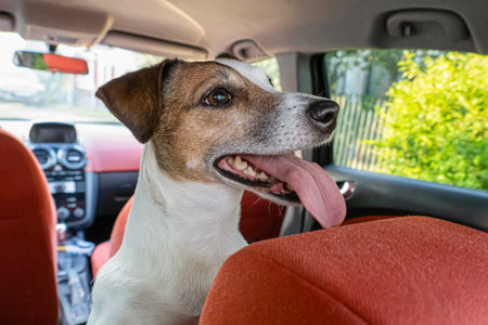Dog. Jack Russell terrier. Smiling purebred dog in the car. Pets.の写真素材