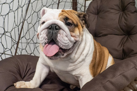 Dog. English bulldog. A smiling thoroughbred dog. Animal themes.の写真素材