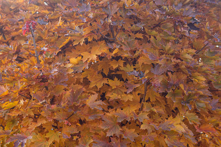 Maple tree. Autumn time. Nature is a landscape.の写真素材