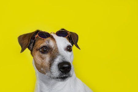 A hunting dog. Jack Russell terrier. Cute purebred dog in sunglasses. Copy space.の写真素材