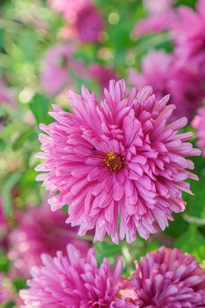 Flower. Chrysanthemum. Botanical Garden. Gardening.の写真素材