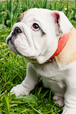 Cute puppy. An English bulldog in a public park. Animal themes.の写真素材