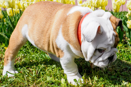 Cute puppy. An English bulldog in a public park. Animal themes.の写真素材