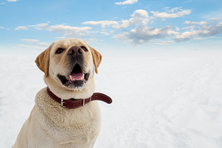 Dog. A Labrador. A hunting dog in winter. The year of the dog. Pets.の写真素材