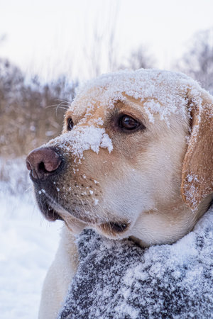 Dog. A Labrador retriever. A hunting dog in a scarf. Animal themes.の写真素材
