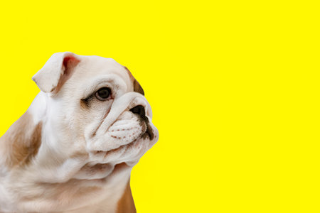 An English bulldog puppy on a yellow background. A thoroughbred dog. Pets. Copy space.の写真素材