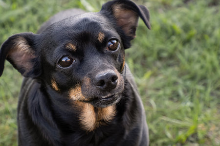 Dog. A terrier. Pets. Cute purebred dog. Animal themes.の写真素材
