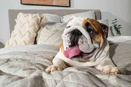 Dog. An English bulldog. Smiling cute purebred dog on the bed. Pets.の写真素材