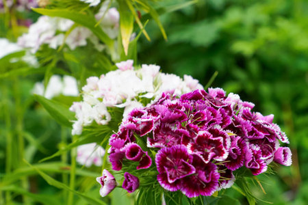 Flowers. Turkish carnation. Landscape is nature. Gardening. Photo wallpapers.
