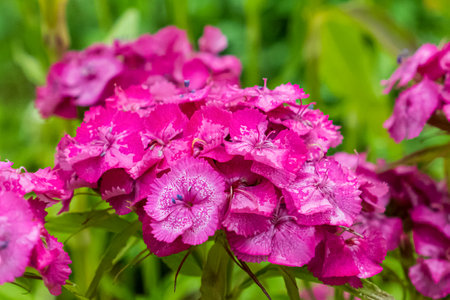 Flowers. Turkish carnation. Landscape is nature. Gardening. Photo wallpapers.の写真素材