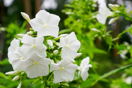 Flowers. Phloxes. Beauty is in nature. Gardening. Photo wallpapers.の写真素材