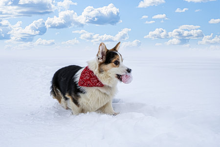 Dog. Welsh corgi Pembroke. A purebred dog with a toy in the snow. Dog walking.の写真素材
