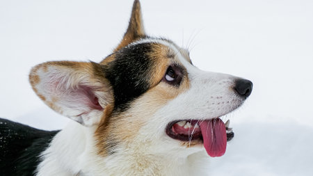 Dog. Welsh corgi Pembroke. A smiling purebred dog. Pet.の写真素材