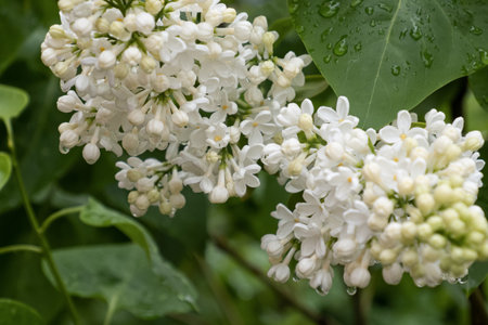 Lilac bush. Flower. Gardening. Raindrops. Greeting card.の写真素材