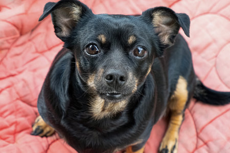 Dog. A terrier. Affectionate thoroughbred dog. Animal themes.
