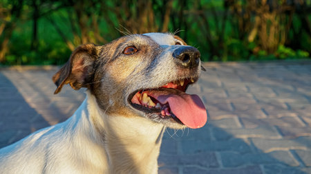 Dog. Jack Russell terrier. Pet. Portrait. A cute smiling dog in a public park.